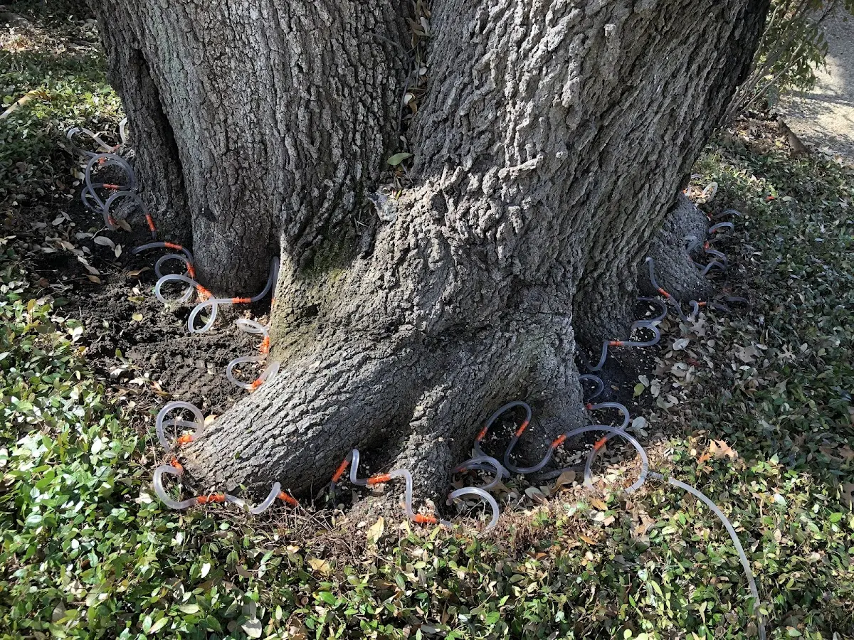 Detailed Tree Cabling and Bracing job site in Lagrange