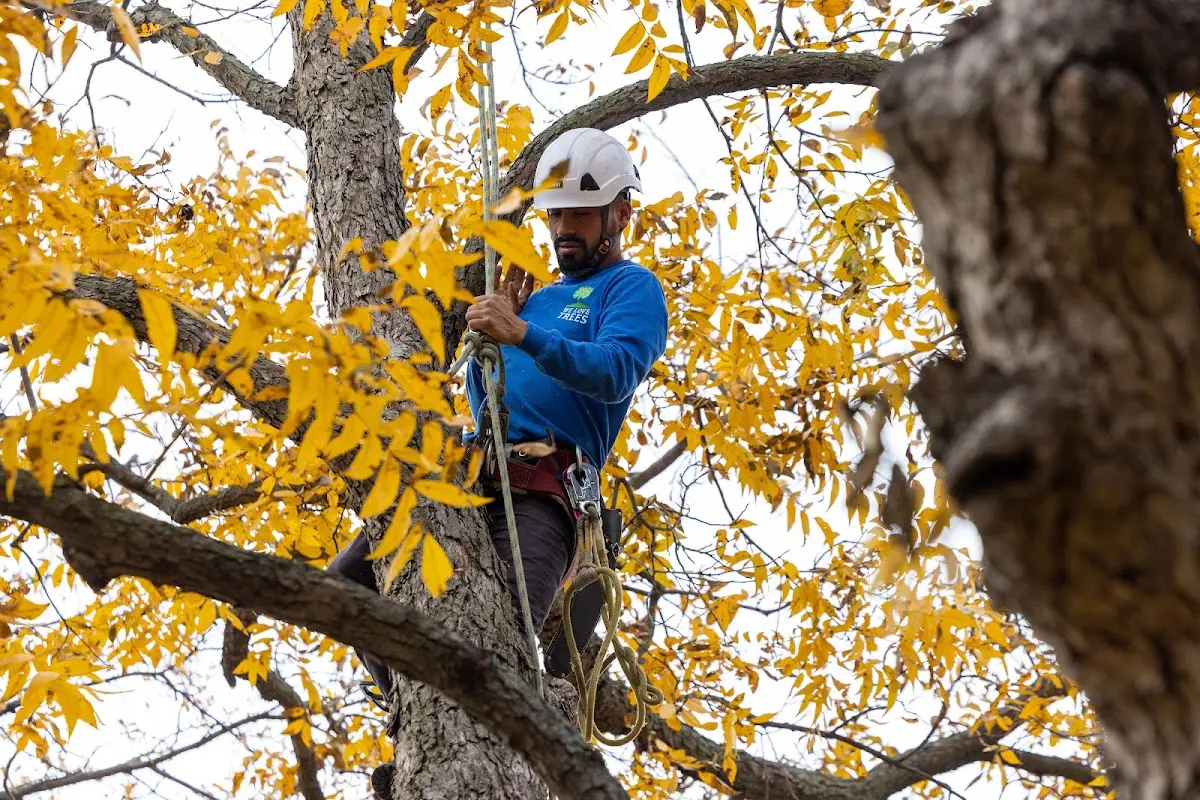 Skilled Tree Transplanting crew working in Lagrange